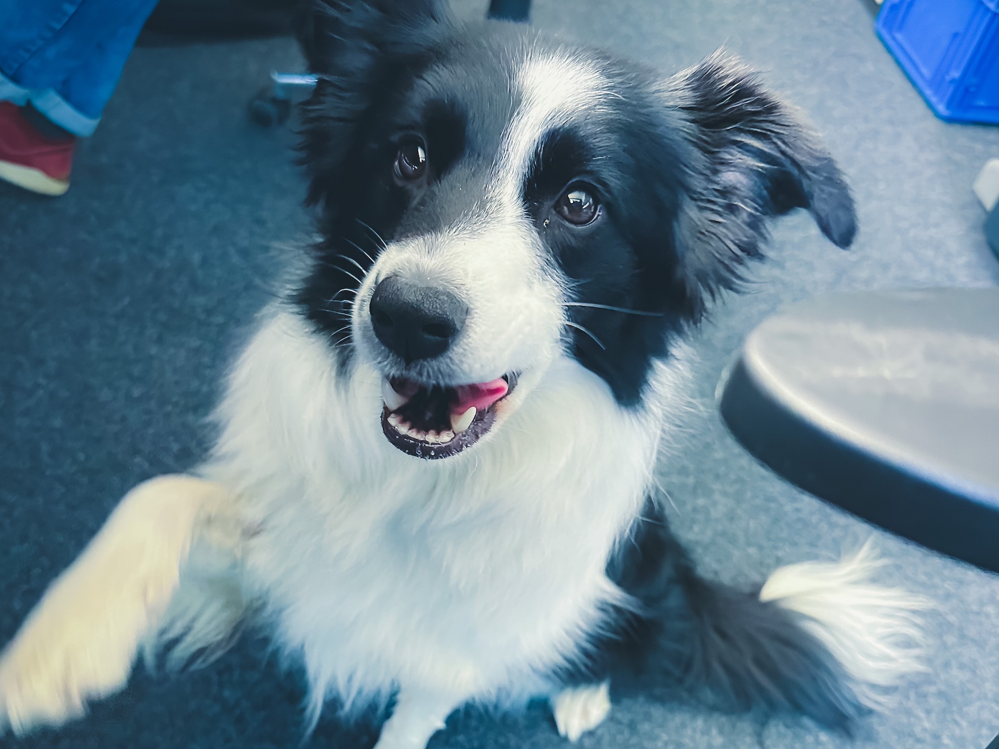 Bürohund Splash Unser Bürohund Splash sorgt immer für gute Laune im Büro